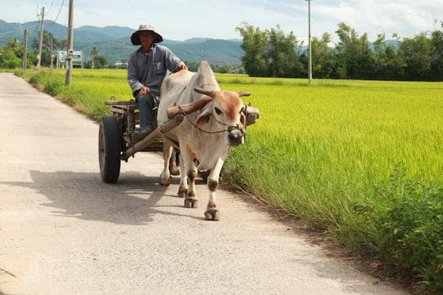 Riding a Cow Dream Meaning