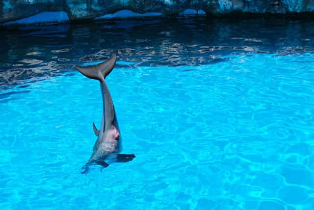 Shark in Pool Dream Meaning