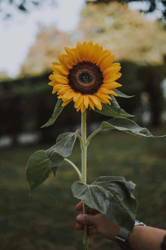 Sunflower Dream Meaning