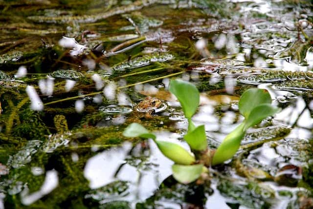 Swamp Dream Meaning