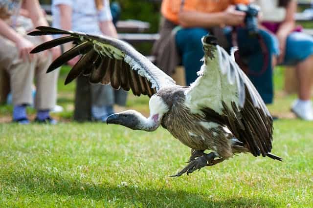 Vulture Chick Dream Meaning