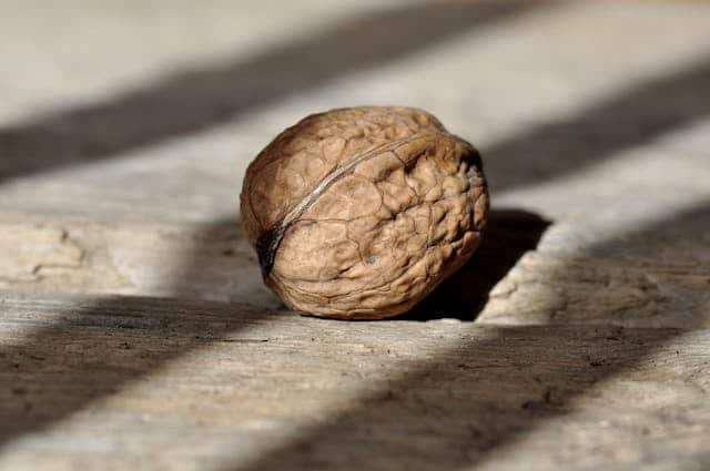 Walnut Dream Meaning