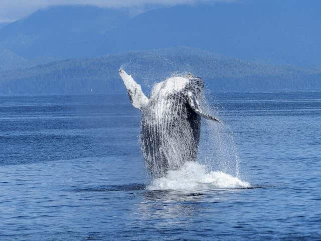 Whale Dream Meaning