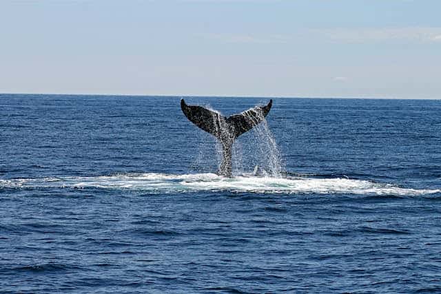 Whale Tail Dream Meaning 