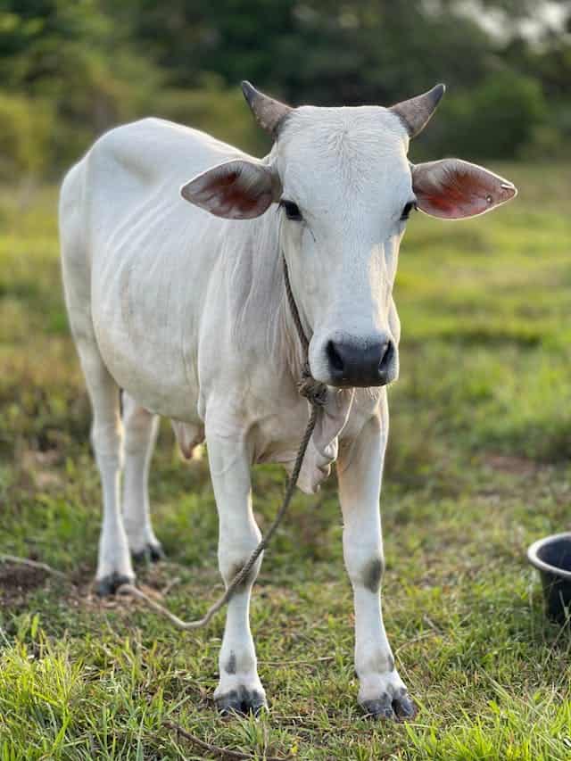 White Cow Dream Meaning