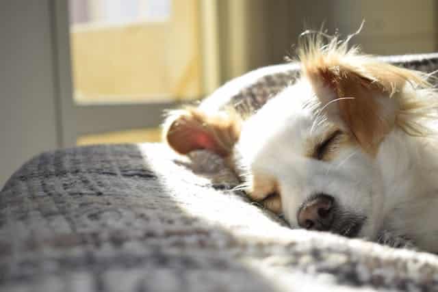 White Dog Dream Meaning  