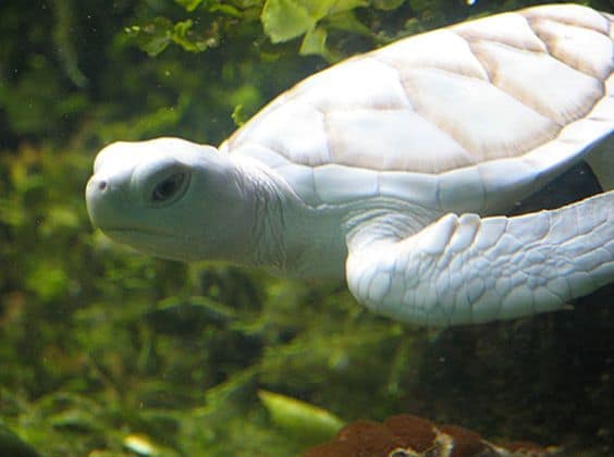 White Turtle Dream Meaning