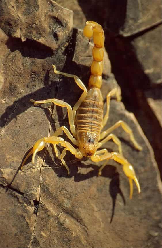 Yellow Scorpion Dream Meaning