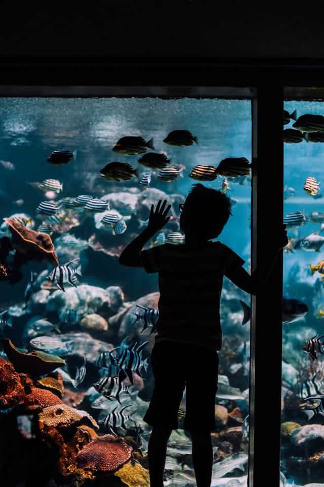 Aquarium Dream Meaning