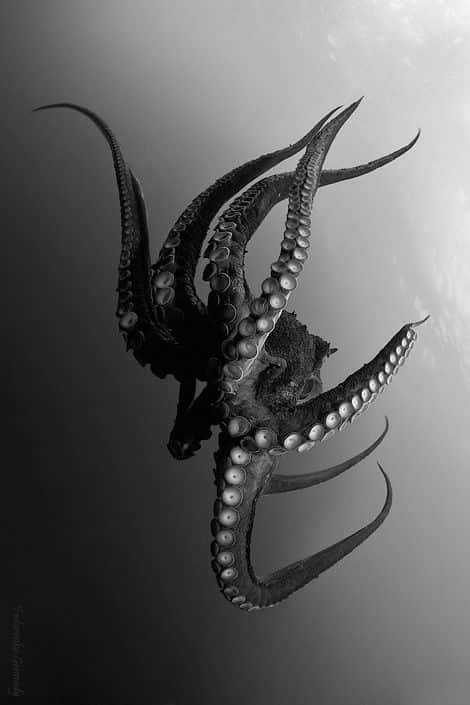 Black Octopus Dream Meaning