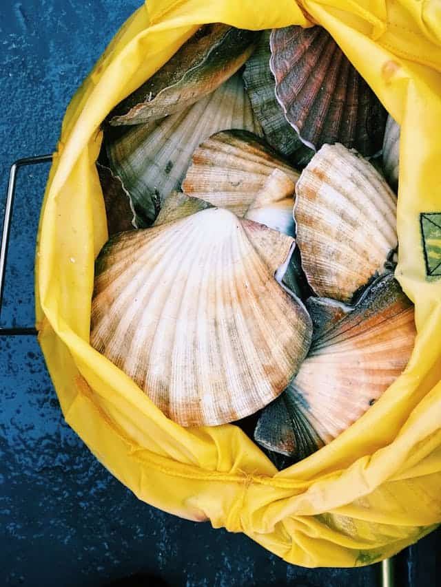 Giant Clam Dream Meaning