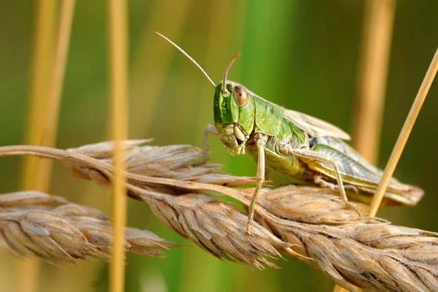 Grasshopper Dream Meaning