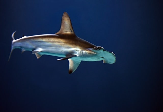 Hammerhead Shark Dream Meaning