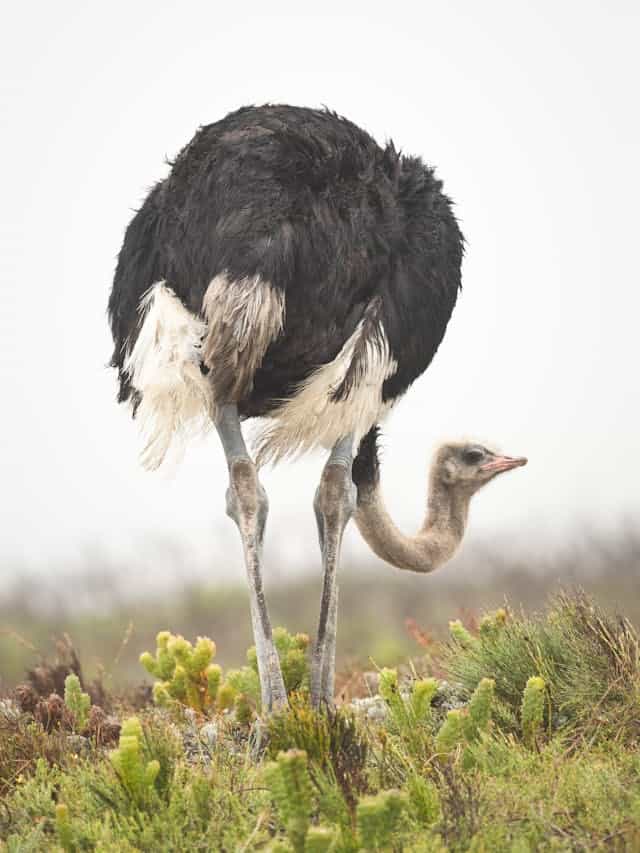 Ostrich Dream Meaning