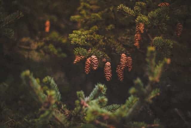 Pine Cone Dream Meaning