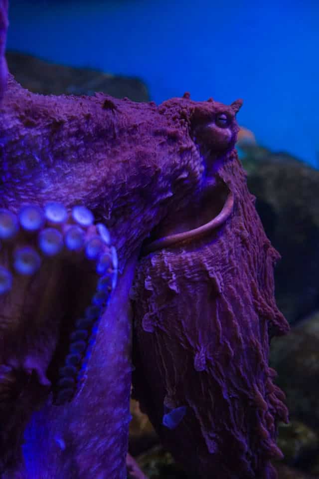 Purple Octopus Dream Meaning