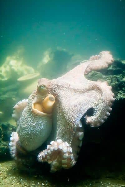 White Octopus Dream Meaning