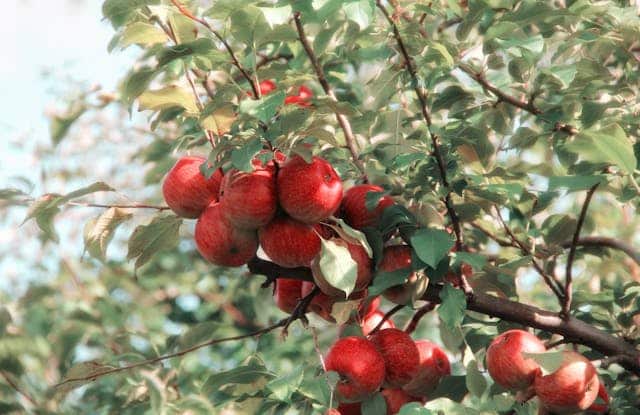 Apple Branch Dream Meaning