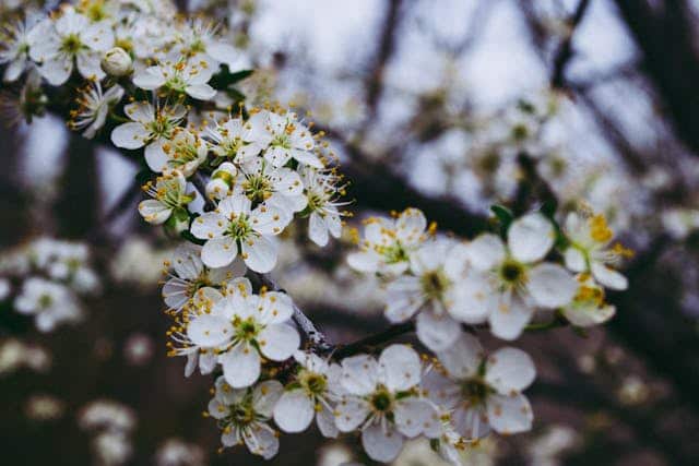 Apple Tree Blossoming Dream Meaning 