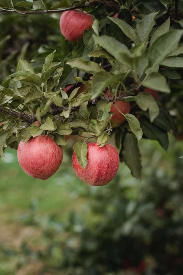 Apple Tree Dream Meaning