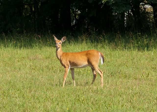 Baby Deer Dream Meaning