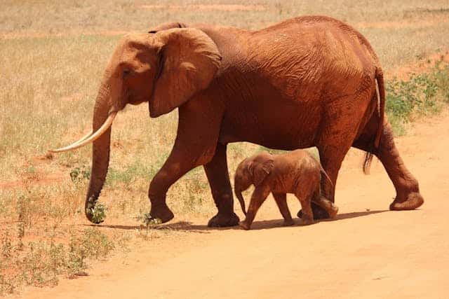 Baby Elephant Dream Meaning 