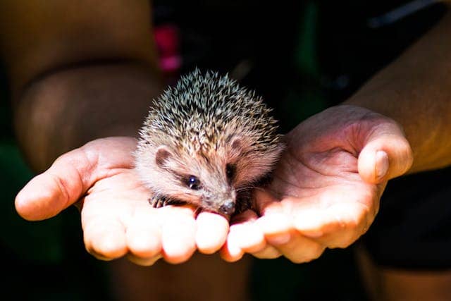 Baby Hedgehog Dream Meaning 