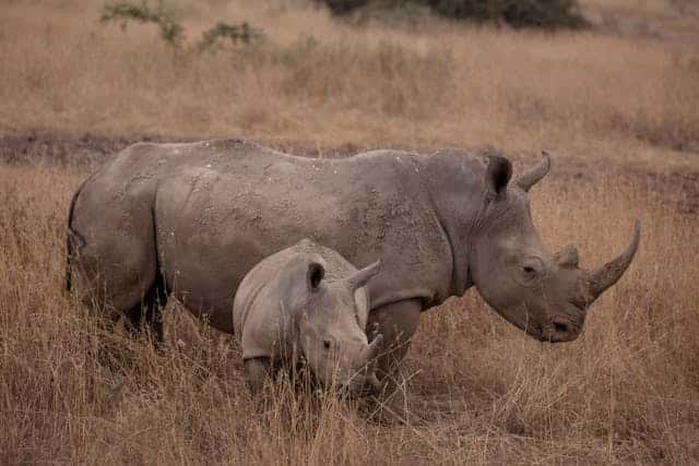 Baby Rhino Dream Meaning 