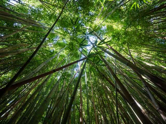 Bamboo Tree Dream Meaning