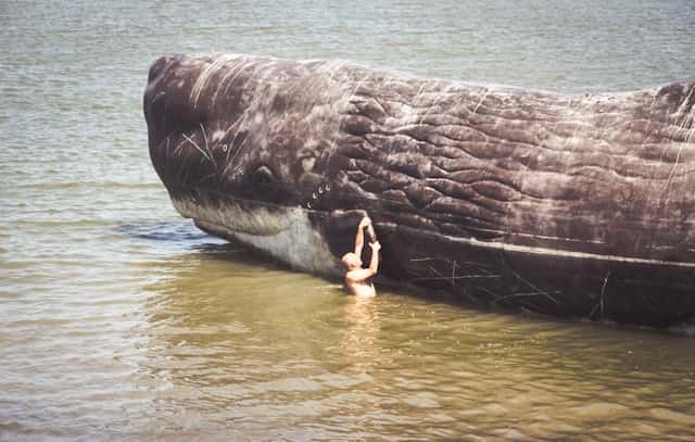 Beached Whale Dream Meaning