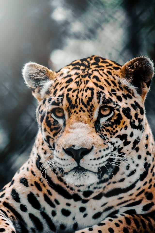 Being Bitten by a Jaguar Dream Meaning 