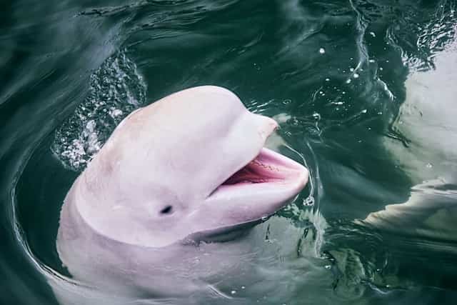 Beluga Whale Dream Meaning