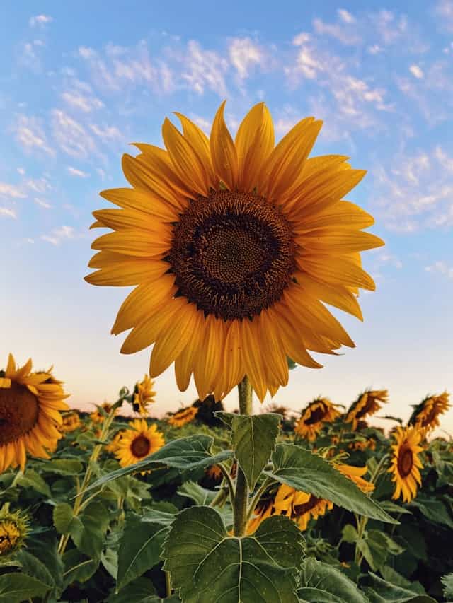 Big - Huge Sunflower Dream Meaning