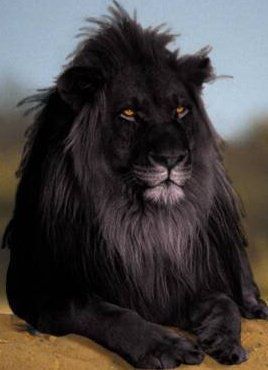 Black Lion Dream Meaning