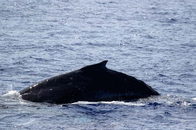 Black Whale Dream Meaning