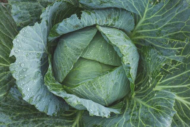 Cabbage Dream Meaning