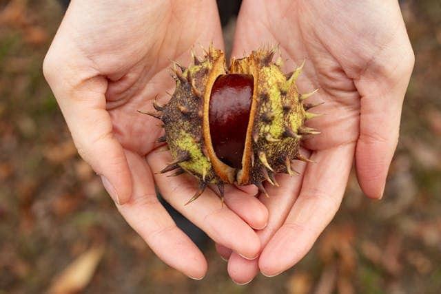 Chestnut Dream Meaning