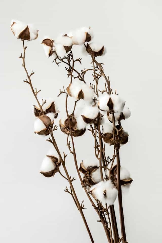 Cotton Tree Dream Meaning 