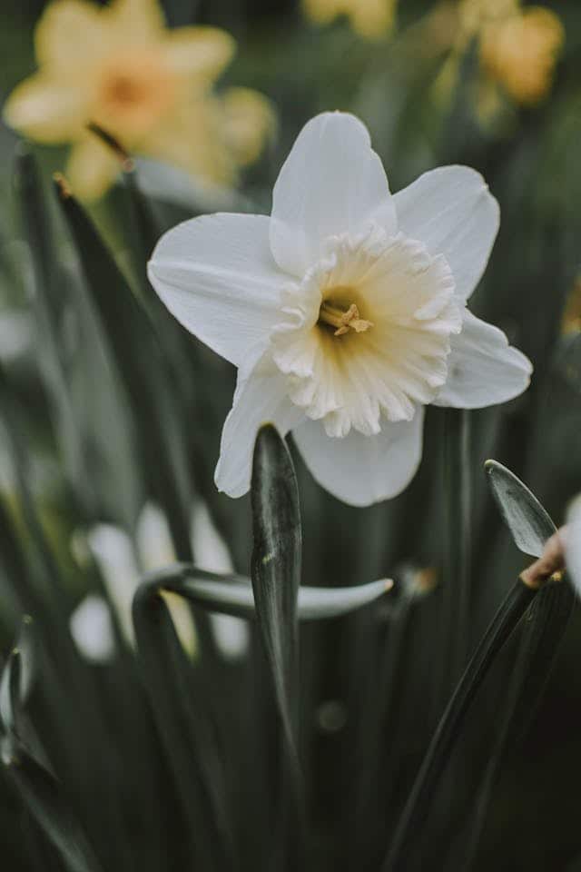 Daffodil Dream Meaning