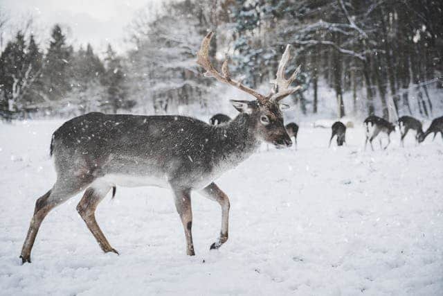 Deer Herd Dream Meaning