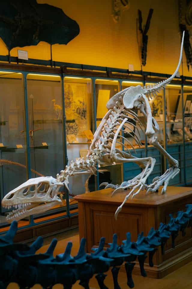 Dinosaur Skeleton Dream Meaning 