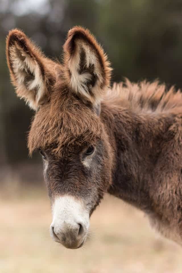 Donkey Dream Meaning