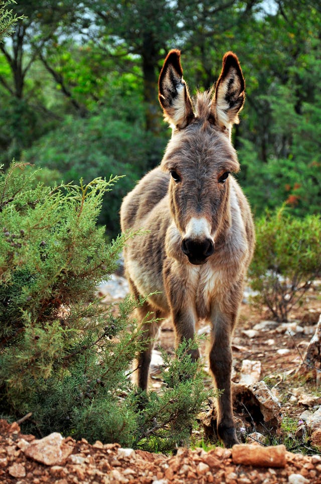 Donkey Foal Dream Meaning 