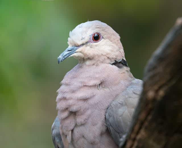 Dove Dream Meaning