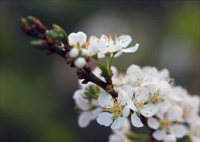 Flowering Plum Tree Dream Meaning 