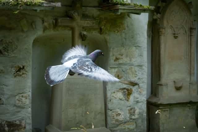 Flying Pigeon Dream Meaning 