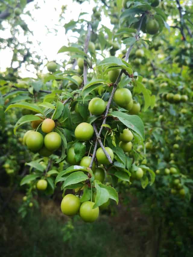 Green Plum Dream Meaning 