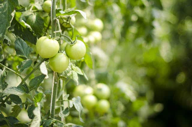 Green Tomato Dream Meaning 