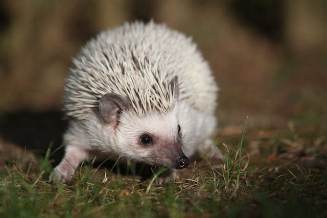 Hedgehog Dream Meaning