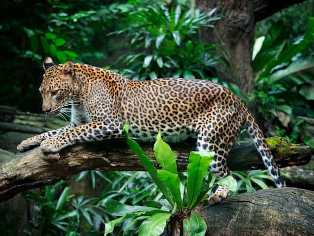 Jaguar Dream Meaning